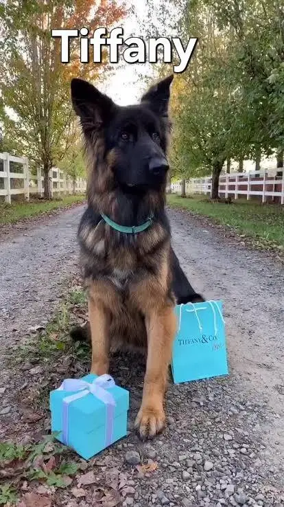 ai character: dogs  background