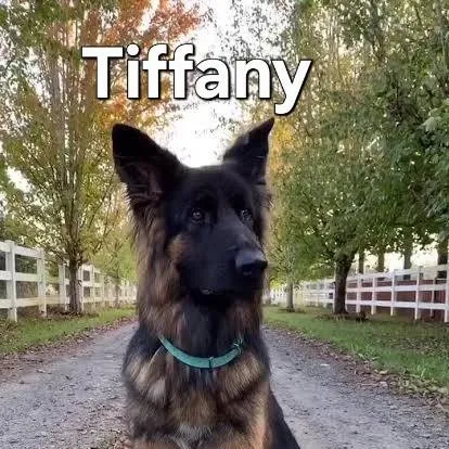 chat with ai character: dog