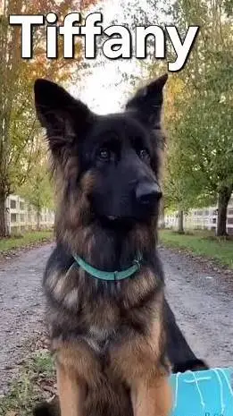 ai character: dog background