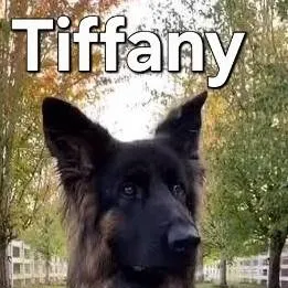 chat with ai character: dog