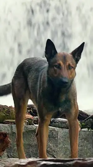 ai character: dog background