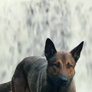 chat with ai character: dog
