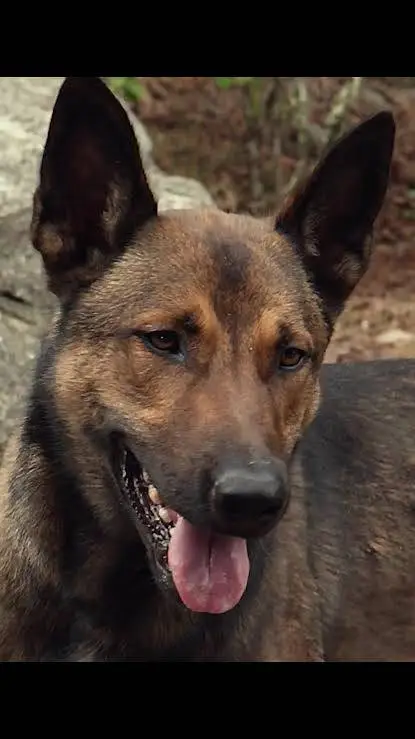ai character: dog  background