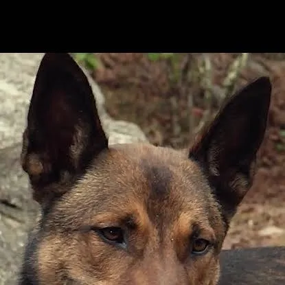 chat with ai character: dog 