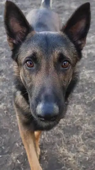 ai character: dog background