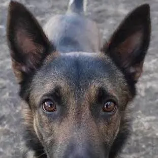 chat with ai character: dog