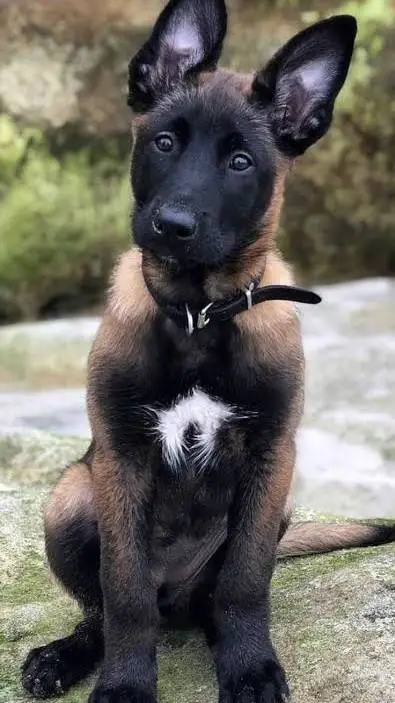 ai character: dogs background
