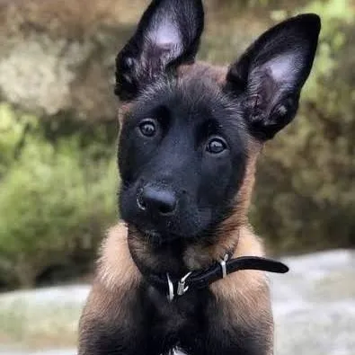 chat with ai character: dogs
