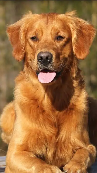 ai character: dog  background