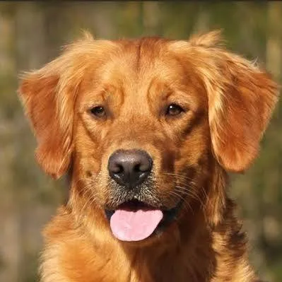 chat with ai character: dog 