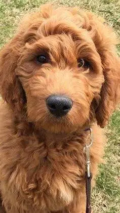 ai character: dog background