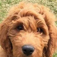 chat with ai character: dog