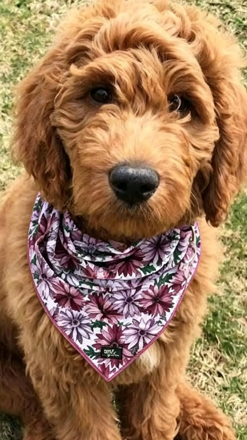ai character: dogs background