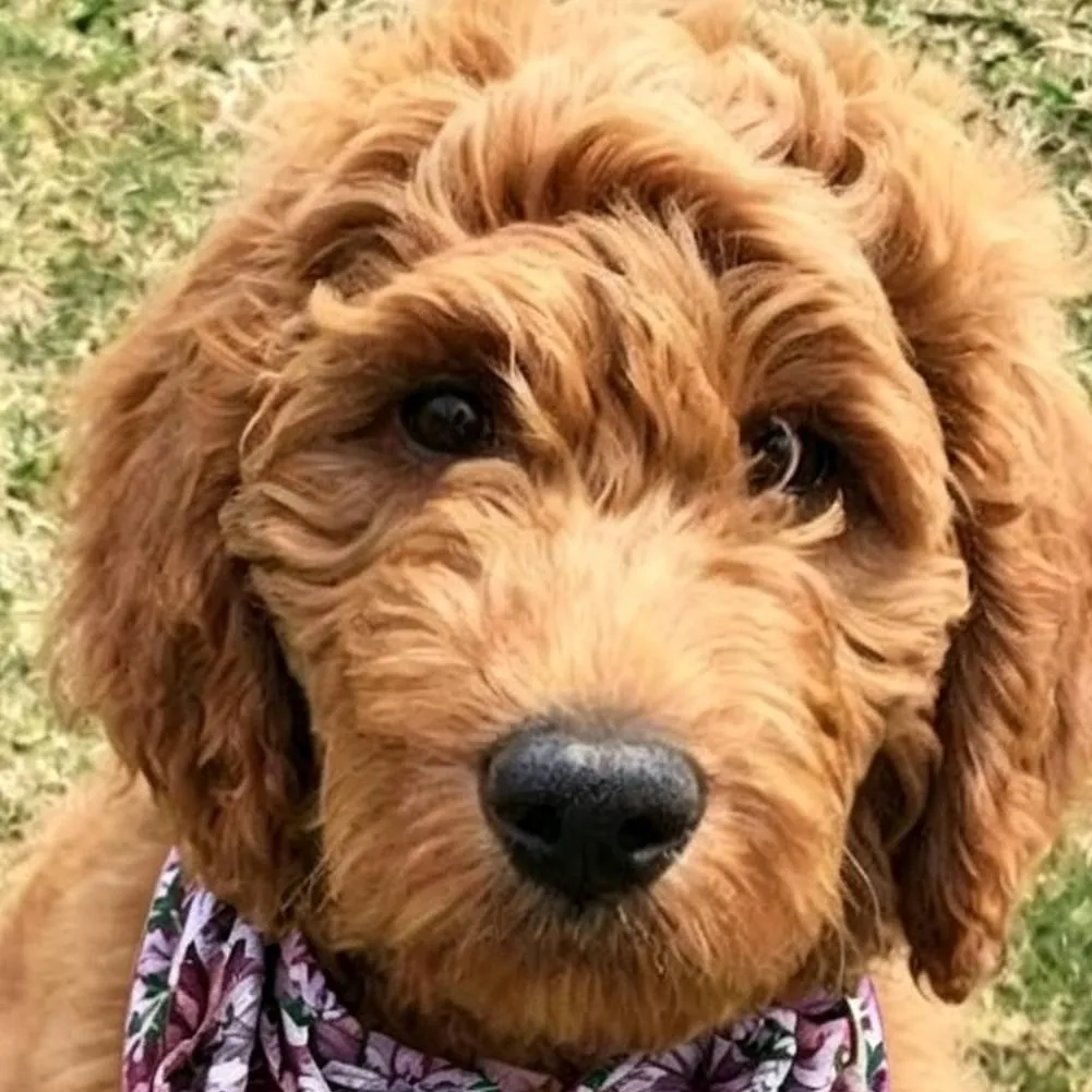 chat with ai character: dogs