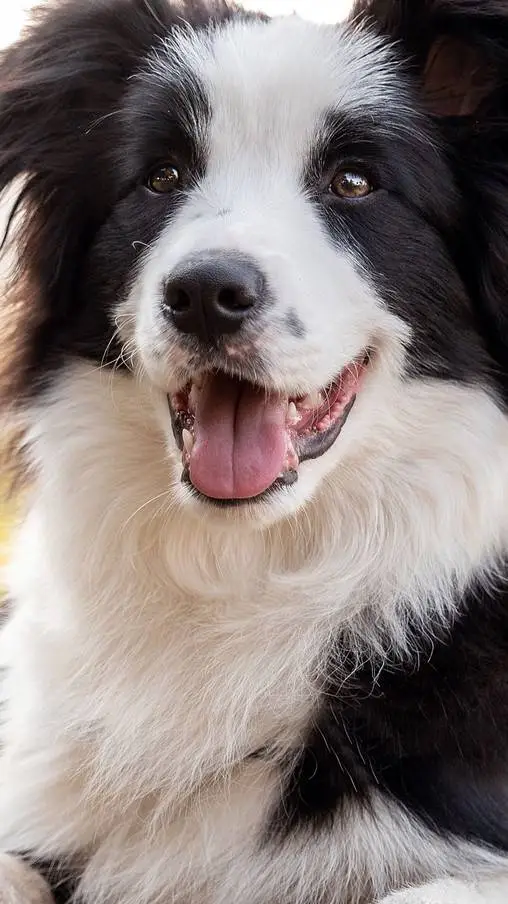ai character: stray show dogs  background