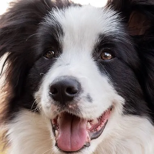chat with ai character: stray show dogs 