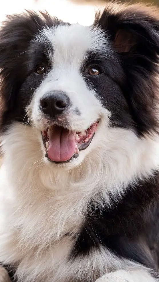 ai character: show dogs background