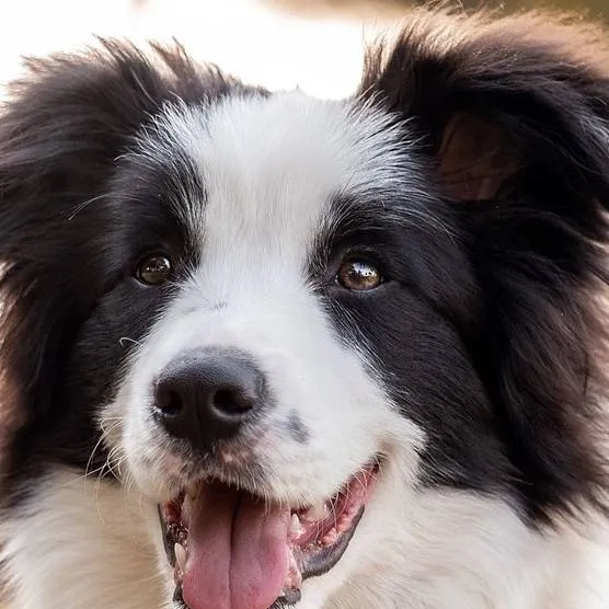 chat with ai character: show dogs