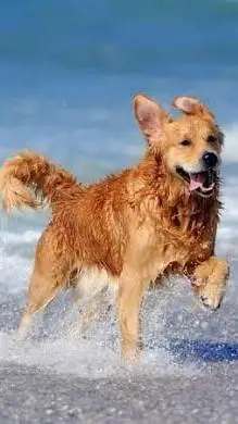 ai character: snow dogs background