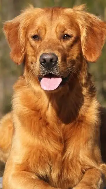 ai character: dog background