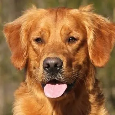 chat with ai character: dog