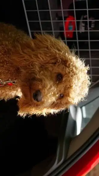 ai character: dog background
