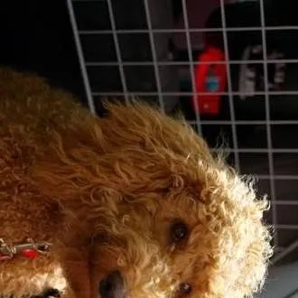 chat with ai character: dog