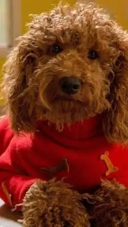 ai character: dogs background