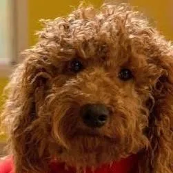 chat with ai character: dogs