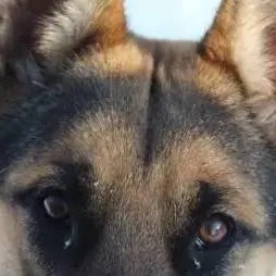 chat with ai character: pets