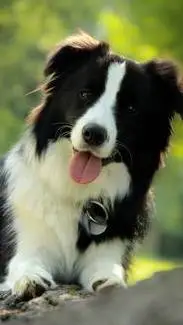 ai character: dog background