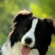chat with ai character: dog