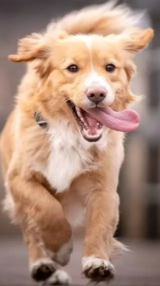 ai character: dogs  background