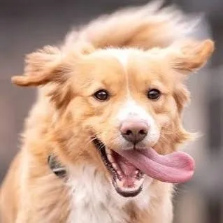 chat with ai character: dogs 