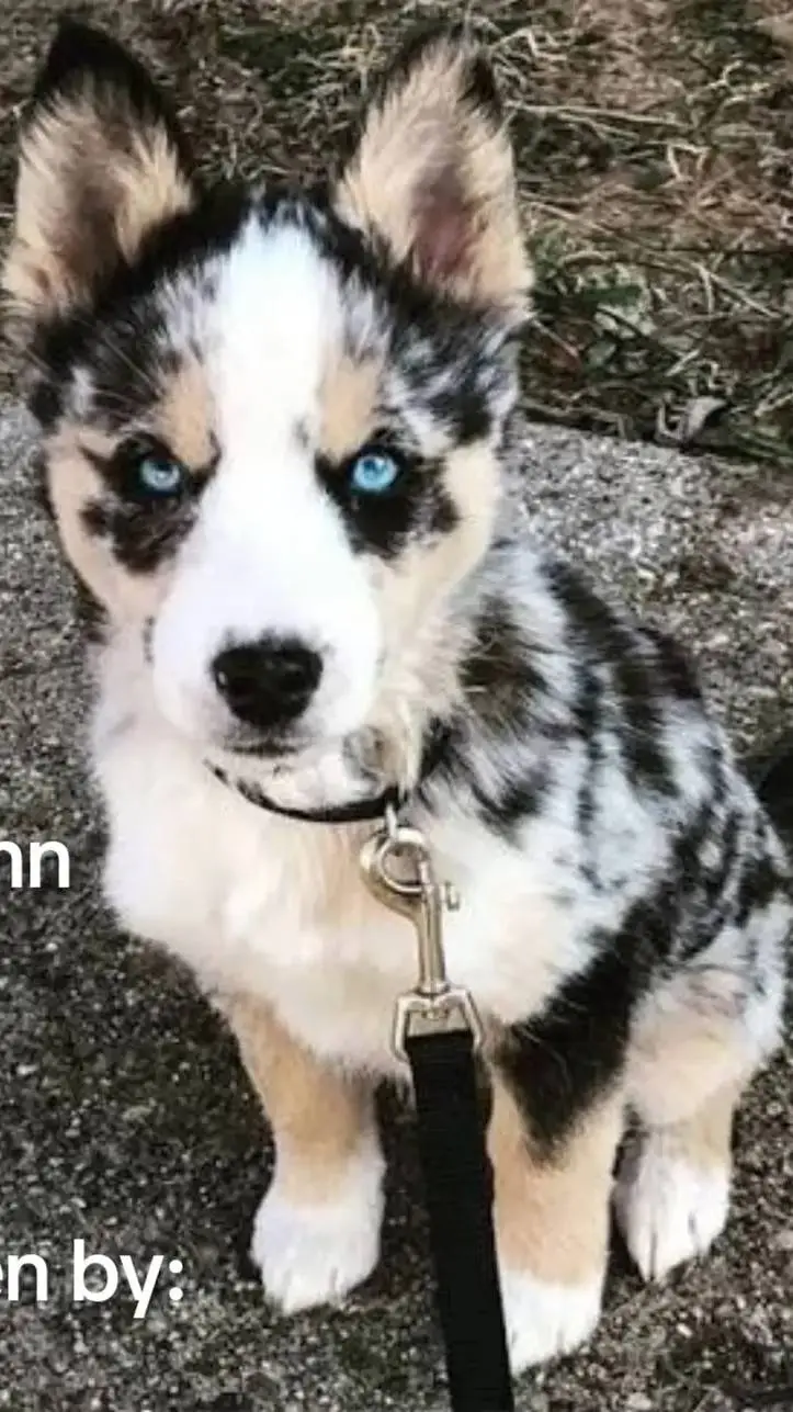 ai character: dogs background