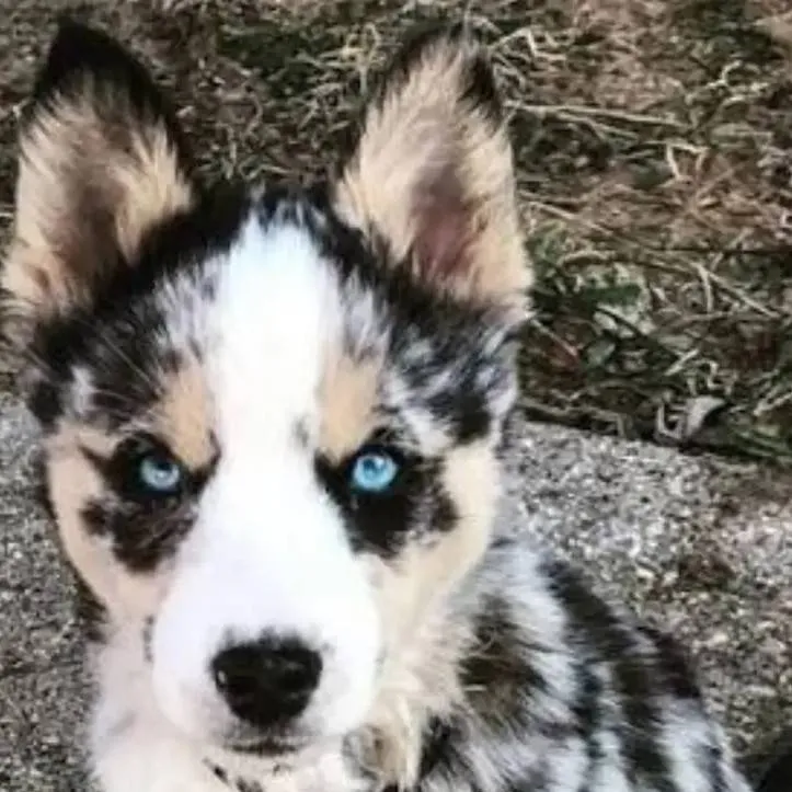 chat with ai character: dogs