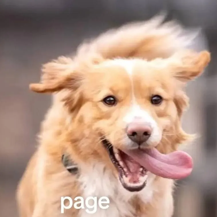 chat with ai character: dog