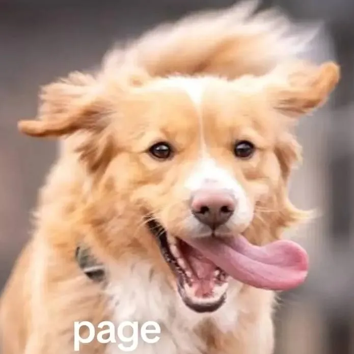 chat with ai character: dog pack 