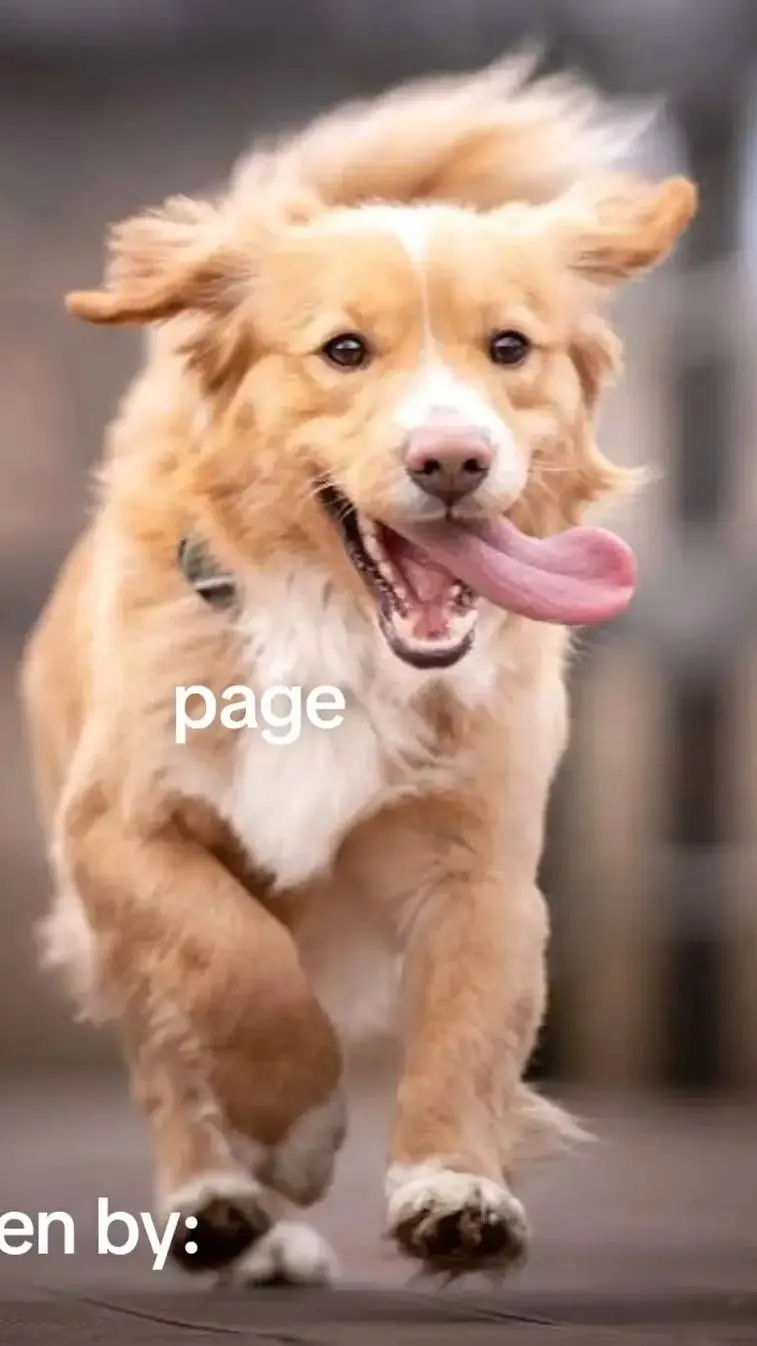 ai character: dog home background