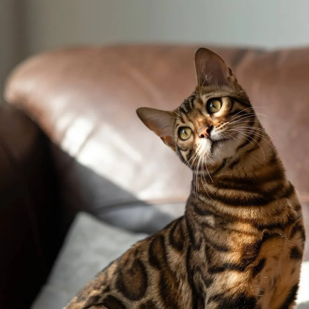chat with ai character: dogs