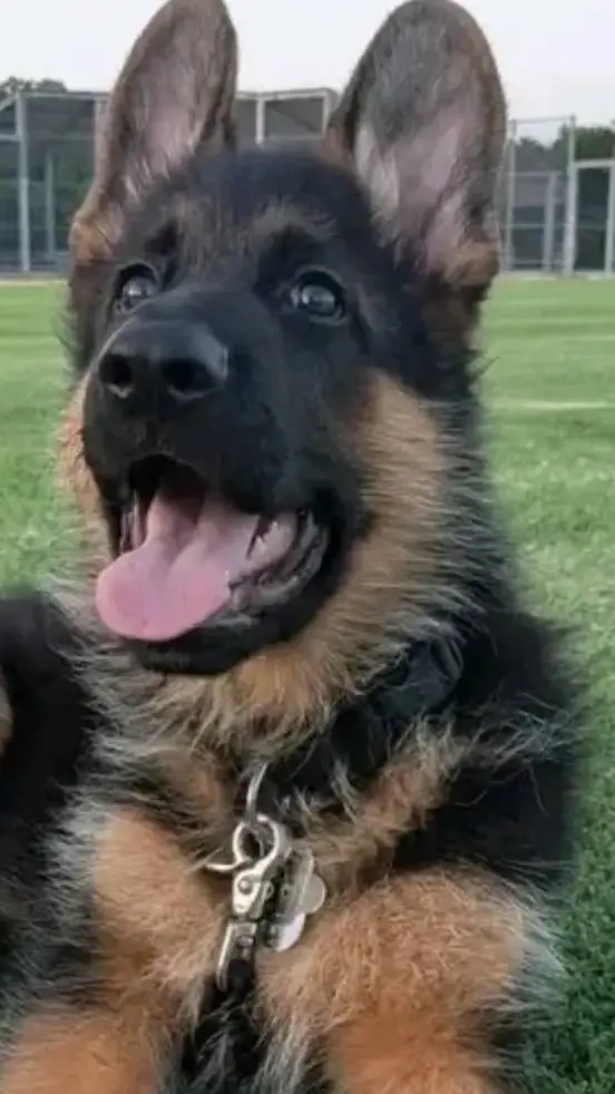 ai character: pets  background