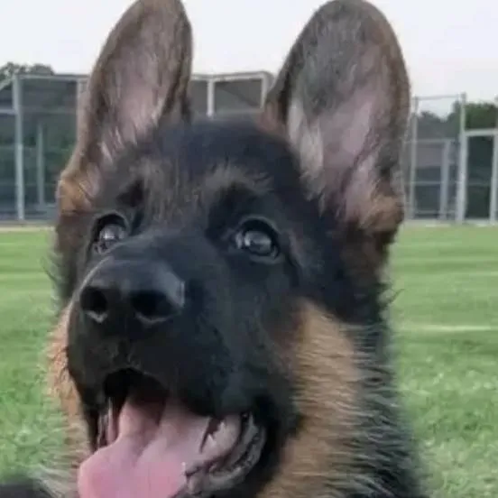 chat with ai character: pets 