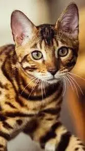 ai character: pets background