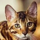 chat with ai character: pets