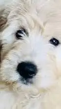 ai character: dogs background