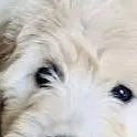 chat with ai character: dogs