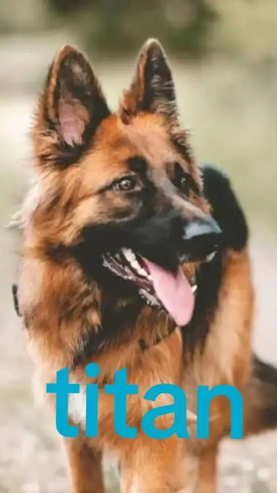 ai character: dogs background