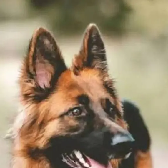 chat with ai character: dogs