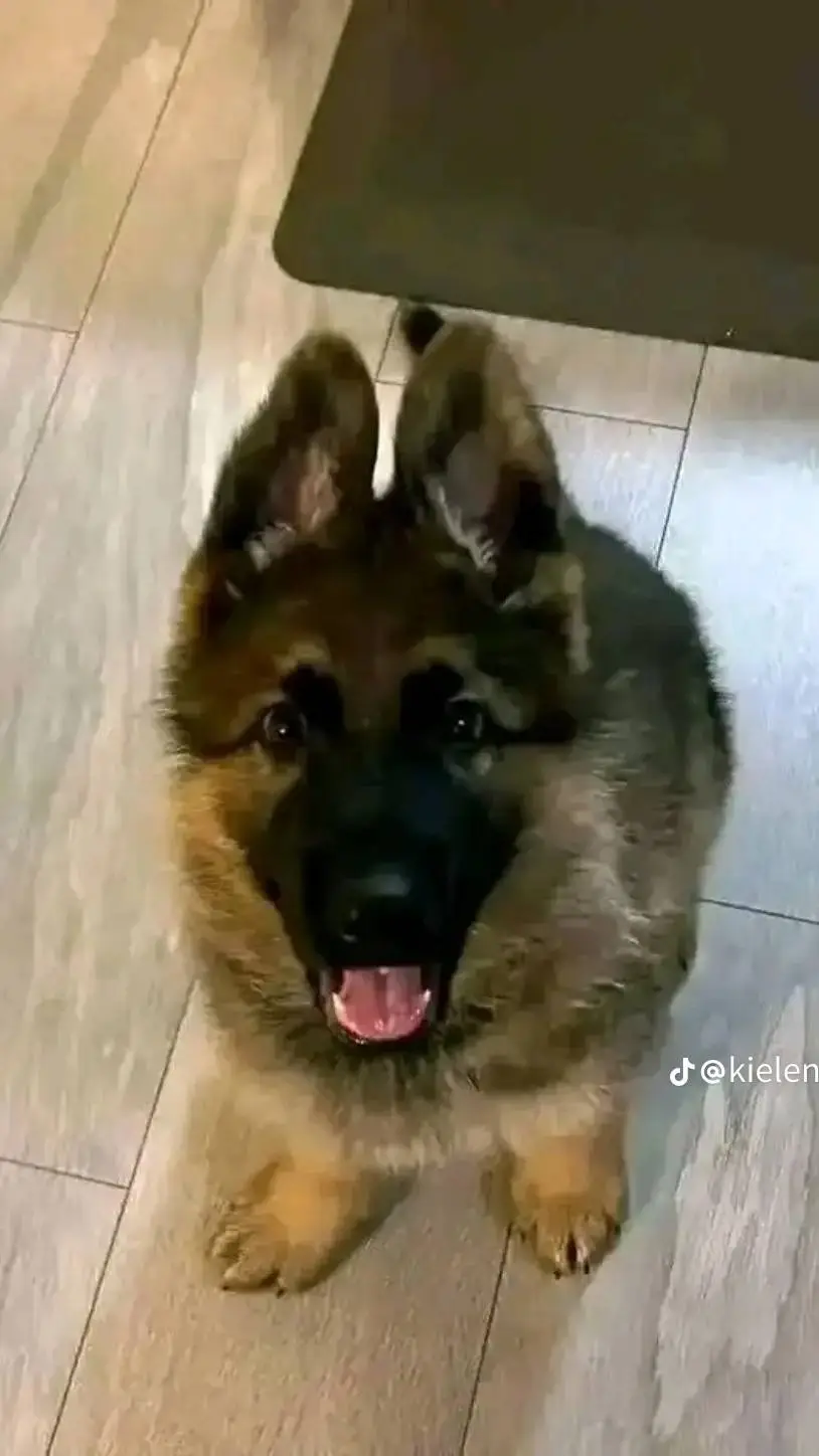ai character: dog background