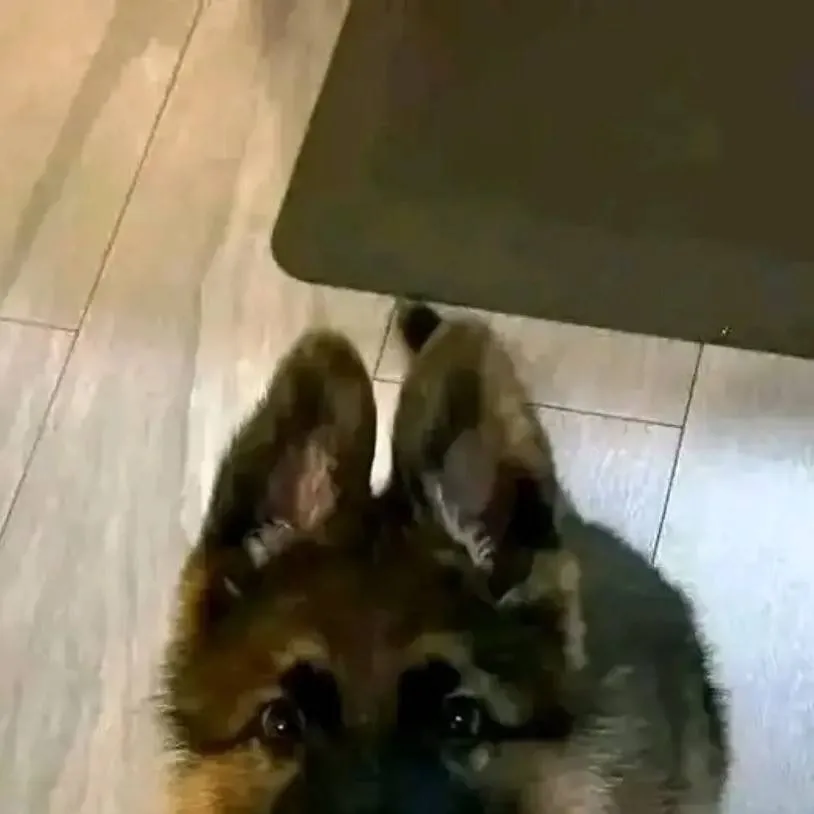 chat with ai character: dog